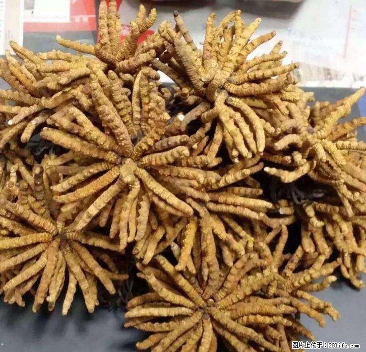 桂林收购虫草，5X极草含片 、片仔癀，冬虫夏草，回收海参，燕窝 - 礼品刀具 - 特色礼品 - 桂林分类信息 - 桂林28生活网 www.28life.net