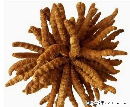 冬虫夏草回收，桂林回收冬虫夏草，桂林回收虫草，桂林虫草回收 - 礼品刀具 - 特色礼品 - 桂林分类信息 - 桂林28生活网 www.28life.net