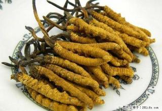 桂林地区高价回收冬虫夏草137-6843-8513回收虫草 - 桂林28生活网 www.28life.net