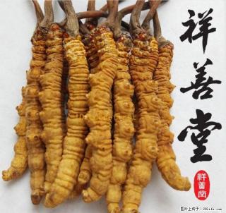桂林虫草回收冬虫夏草回收13768438513桂林收购冬虫夏草 - 桂林28生活网 www.28life.net