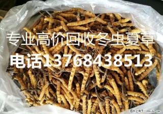 冬虫夏草回收电话13768438513桂林高价收购冬虫夏草 - 桂林28生活网 www.28life.net