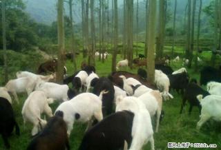山羊种羊和商品羊销售13878320271 - 桂林28生活网 www.28life.net