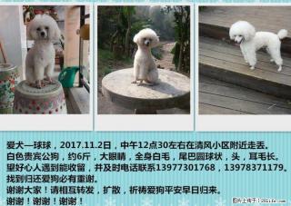 训狗启示，请有收留的及时联系，重谢！！！ - 桂林28生活网 www.28life.net