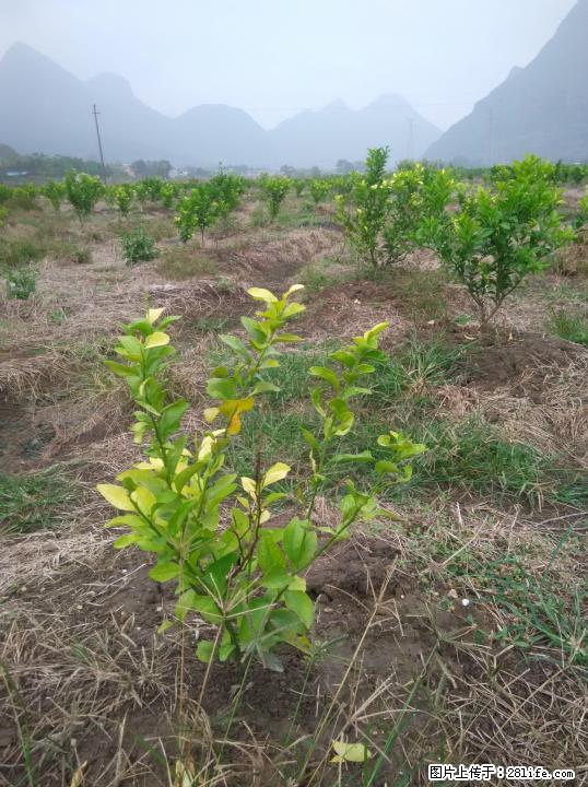 40亩砂糖橘，沃柑低价转让（大圩苏村） - 农作物 - 农林牧渔 - 桂林分类信息 - 桂林28生活网 www.28life.net