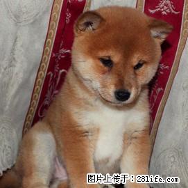 赛级日本柴犬幼犬 品相好 血统纯 看父母 价可面议 - 牲畜 - 农林牧渔 - 桂林分类信息 - 桂林28生活网 www.28life.net