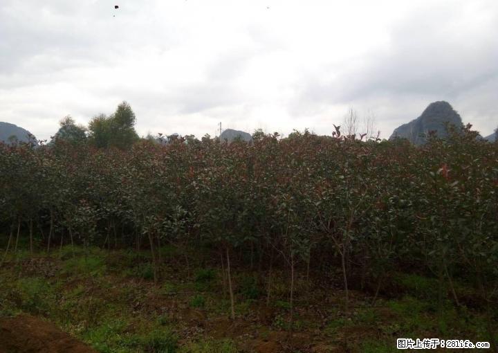 出售 红叶石楠 树苗 三公分左右 大叶樟树 米径3-7公分 - 农作物 - 农林牧渔 - 桂林分类信息 - 桂林28生活网 www.28life.net