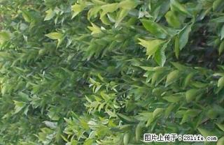 蜜香橙苗！去年没订到苗的朋友们，现在可以先付定金订苗，又名埃及糖橙！ - 桂林28生活网 www.28life.net