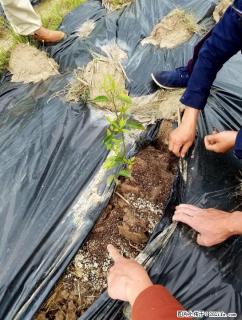 懒人果树种植法，为你省的不止是钱。 - 桂林28生活网 www.28life.net