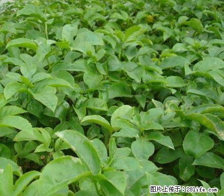 东田百香果合作社供应百香果苗 - 农作物 - 农林牧渔 - 桂林分类信息 - 桂林28生活网 www.28life.net