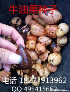 出售 牛油果苗 牛油果种子 辣木苗 - 桂林28生活网 www.28life.net