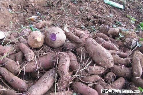 大量批发零售自家种植紫薯 - 农作物 - 农林牧渔 - 桂林分类信息 - 桂林28生活网 www.28life.net