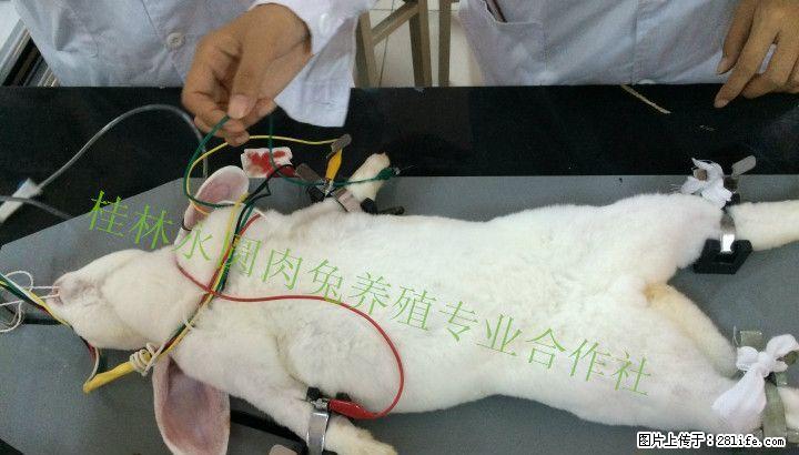 长期出售种兔，兔笼、兔饲料，兔子 - 牲畜 - 农林牧渔 - 桂林分类信息 - 桂林28生活网 www.28life.net