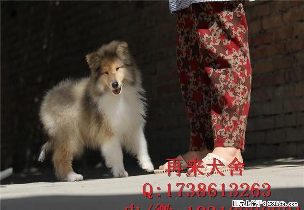 苏牧纯种聪明苏牧血统纯正终身包纯种全国包邮 - 宠物交易 - 宠物信息 - 桂林分类信息 - 桂林28生活网 www.28life.net