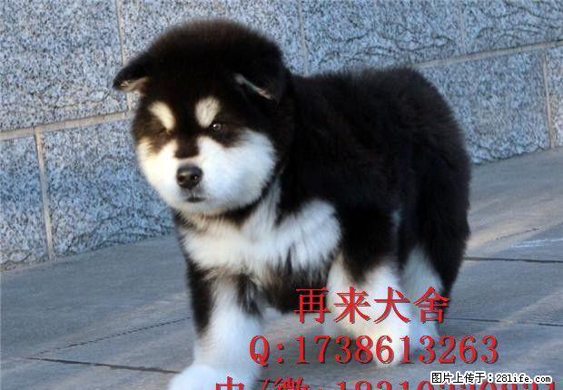 纯种阿拉斯加幼犬多少钱 熊版阿拉斯加犬 - 宠物交易 - 宠物信息 - 桂林分类信息 - 桂林28生活网 www.28life.net