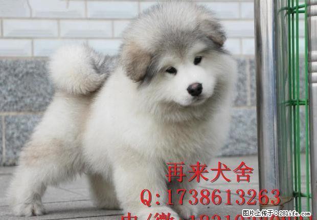 特价出售阿拉斯加 纯种阿拉斯加幼犬出售 北京阿拉斯加犬舍 - 宠物交易 - 宠物信息 - 桂林分类信息 - 桂林28生活网 www.28life.net