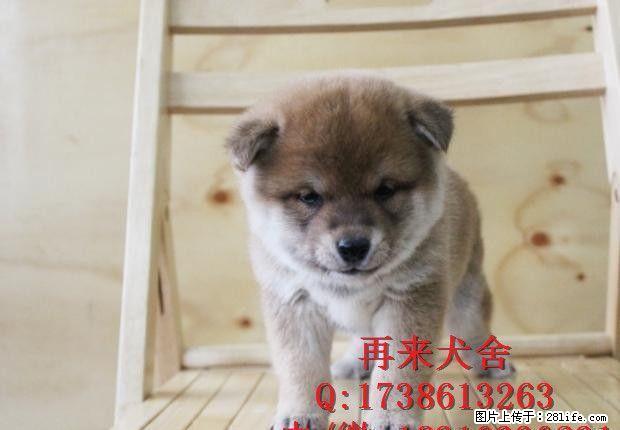 带血统的柴犬多少钱 双血统柴犬多少钱 纯种柴犬价格 - 宠物交易 - 宠物信息 - 桂林分类信息 - 桂林28生活网 www.28life.net