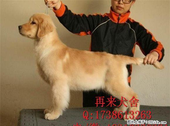 北京哪里有金毛犬出售 金毛幼犬价格 金毛好养吗 - 宠物交易 - 宠物信息 - 桂林分类信息 - 桂林28生活网 www.28life.net