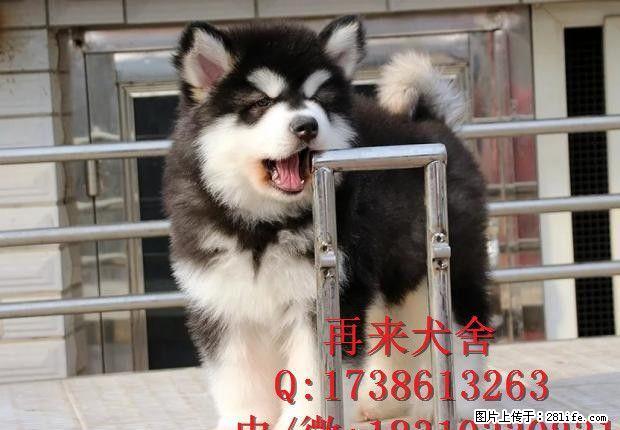 纯种阿拉斯加 巨型熊版阿拉斯加 阿拉斯加繁殖基地 - 宠物交易 - 宠物信息 - 桂林分类信息 - 桂林28生活网 www.28life.net