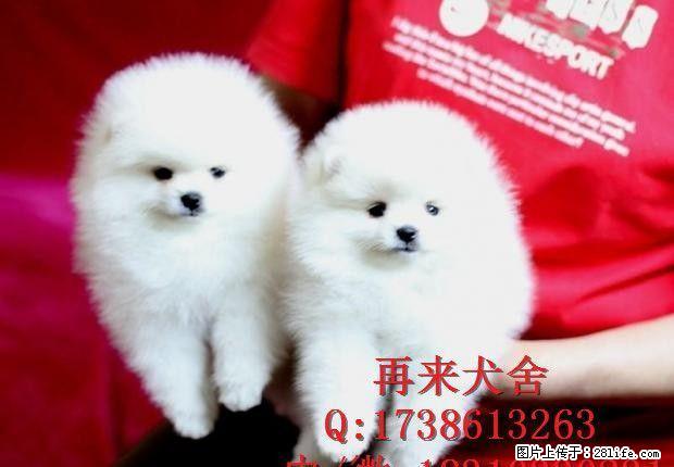 纯种博美 哈多利球体博美 大毛量博美幼犬 低价待售 - 宠物交易 - 宠物信息 - 桂林分类信息 - 桂林28生活网 www.28life.net