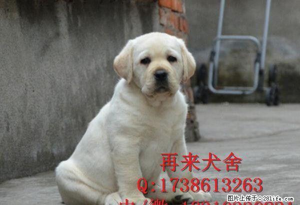 北京拉布拉多 赛级拉布拉多，打完疫苗，血统纯种 - 宠物交易 - 宠物信息 - 桂林分类信息 - 桂林28生活网 www.28life.net