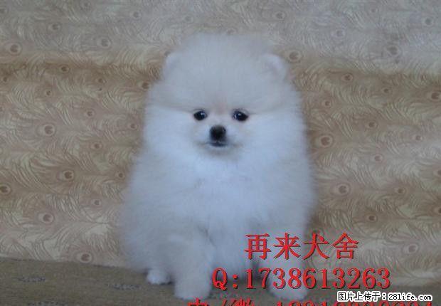 博美犬舍 博美价格 博美图片 博美犬多少钱 专业繁育 - 宠物交易 - 宠物信息 - 桂林分类信息 - 桂林28生活网 www.28life.net