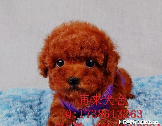 北京哪里有卖泰迪的 幼犬好不好养活 - 宠物交易 - 宠物信息 - 桂林分类信息 - 桂林28生活网 www.28life.net
