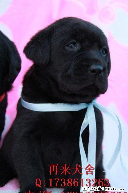 北京哪有纯种拉布拉多犬出售 奶白色拉布拉多价格 - 宠物交易 - 宠物信息 - 桂林分类信息 - 桂林28生活网 www.28life.net
