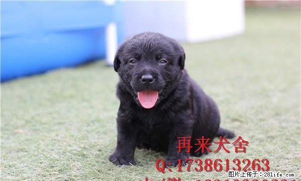 纯种拉布拉多 赛级拉布拉多 奶白色拉布拉多 疫苗驱虫已做完 - 宠物交易 - 宠物信息 - 桂林分类信息 - 桂林28生活网 www.28life.net