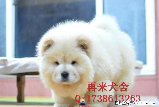纯种肉嘴松狮 北京松狮犬多少钱一只 超大骨量松狮犬 签署协议 - 宠物交易 - 宠物信息 - 桂林分类信息 - 桂林28生活网 www.28life.net