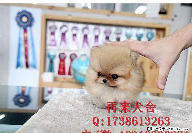 出售纯种博美幼犬，纯种血系，质保健康 - 宠物交易 - 宠物信息 - 桂林分类信息 - 桂林28生活网 www.28life.net