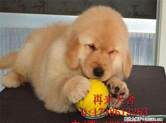 纯种金毛犬 赛级金毛犬出售 北京金毛犬什么价格 - 宠物交易 - 宠物信息 - 桂林分类信息 - 桂林28生活网 www.28life.net