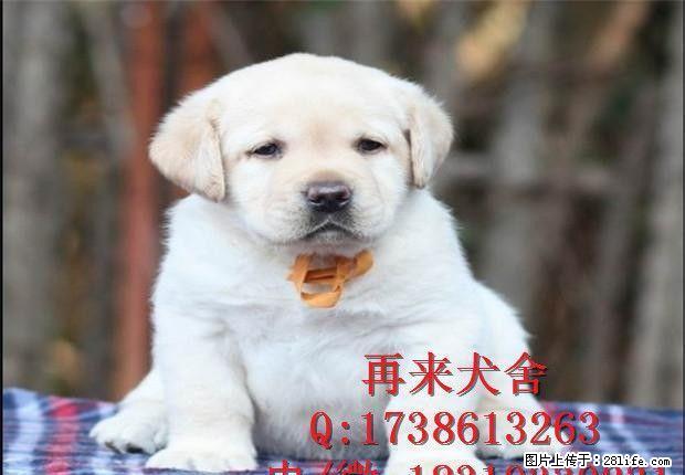 纯种拉布拉多 奶白色拉布拉多 大型拉布拉多犬养殖基地直销中 - 宠物交易 - 宠物信息 - 桂林分类信息 - 桂林28生活网 www.28life.net