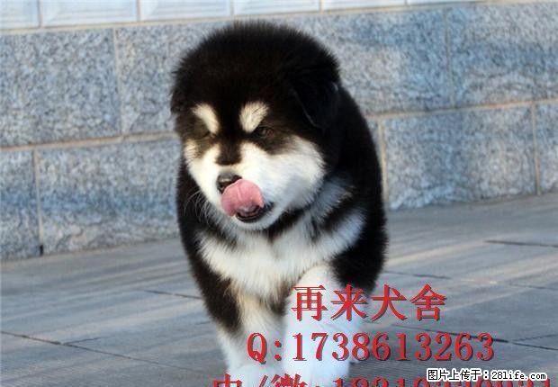 纯种阿拉斯加 巨型阿拉斯加 北京大型阿拉斯加犬养殖基地直销 - 宠物交易 - 宠物信息 - 桂林分类信息 - 桂林28生活网 www.28life.net