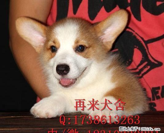 柯基犬多少钱柯基犬价格柯基犬图片 - 宠物交易 - 宠物信息 - 桂林分类信息 - 桂林28生活网 www.28life.net