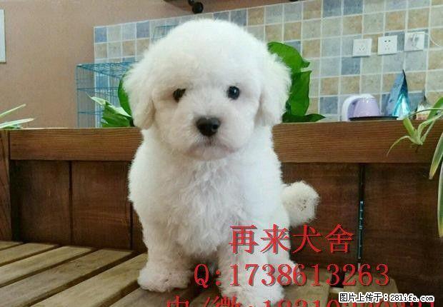 北京纯种比熊多少钱 纯种比熊幼犬 赛级比熊犬 - 宠物交易 - 宠物信息 - 桂林分类信息 - 桂林28生活网 www.28life.net