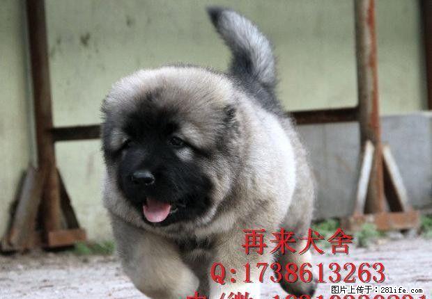 高加索犬舍 高加索价格 高加索哪里买 专业繁育高加索 - 宠物交易 - 宠物信息 - 桂林分类信息 - 桂林28生活网 www.28life.net
