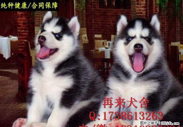 哪里有卖纯种哈士奇的 双蓝眼 带血统的顶级幼犬 - 宠物交易 - 宠物信息 - 桂林分类信息 - 桂林28生活网 www.28life.net