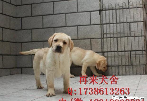 纯种德牧幼犬 公母均有 大锤德牧幼犬 - 宠物交易 - 宠物信息 - 桂林分类信息 - 桂林28生活网 www.28life.net
