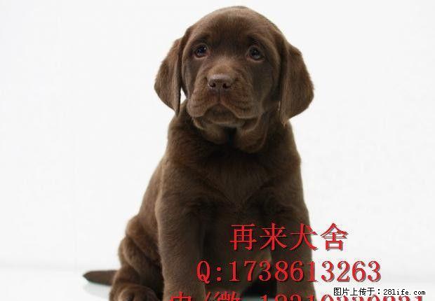 纯种拉布拉多 赛级拉布拉多 待售专业繁殖 品质保障 - 宠物交易 - 宠物信息 - 桂林分类信息 - 桂林28生活网 www.28life.net