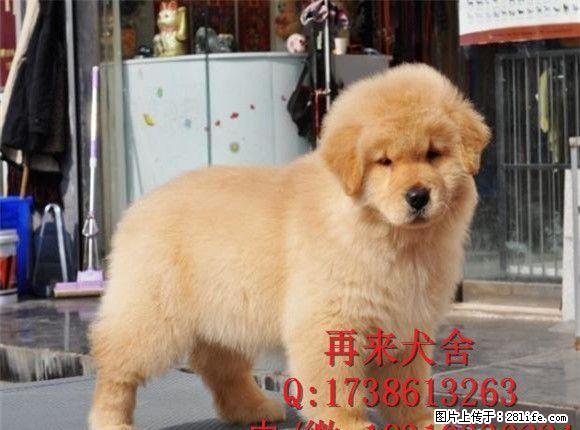 金毛犬多少钱金毛犬价格金毛犬图片 - 宠物交易 - 宠物信息 - 桂林分类信息 - 桂林28生活网 www.28life.net