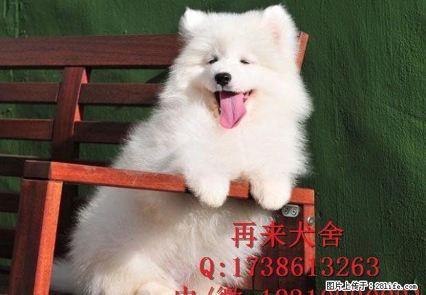 纯种萨摩耶幼犬去哪里买 哪里有卖纯种的萨摩 - 宠物交易 - 宠物信息 - 桂林分类信息 - 桂林28生活网 www.28life.net