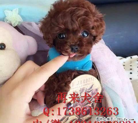 纯种泰迪熊 北京纯种泰迪犬多少钱 直销高品质泰迪犬 可送货 - 宠物交易 - 宠物信息 - 桂林分类信息 - 桂林28生活网 www.28life.net