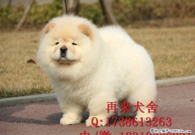 北京纯种松狮多少钱一只 肉嘴松狮 直销高品质松狮犬 免费送货 - 宠物交易 - 宠物信息 - 桂林分类信息 - 桂林28生活网 www.28life.net