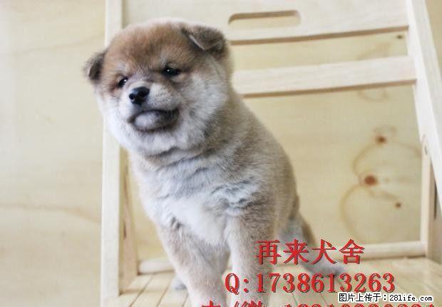 北京纯种柴犬多少钱一只 日系柴犬 直销高品质柴犬 签质保协议 - 宠物交易 - 宠物信息 - 桂林分类信息 - 桂林28生活网 www.28life.net