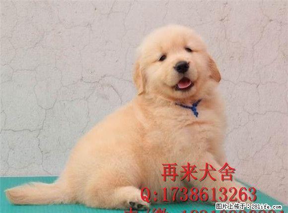 纯种金毛 金黄色金毛犬 专业繁殖精品金毛犬 可送货 - 宠物交易 - 宠物信息 - 桂林分类信息 - 桂林28生活网 www.28life.net