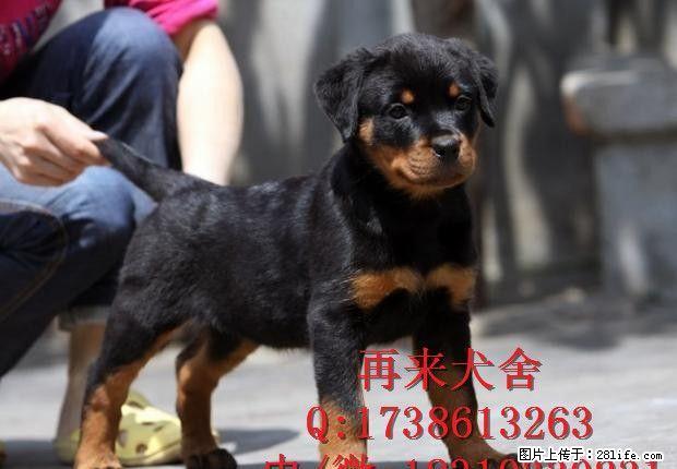 德系罗威纳 纯种罗威纳 高品质罗威纳犬 签质保协议 全国包运 - 宠物交易 - 宠物信息 - 桂林分类信息 - 桂林28生活网 www.28life.net