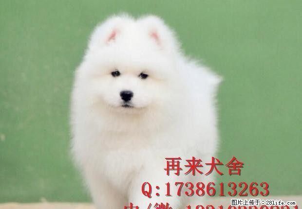 熊版高加索幼犬 赛级品质 宠物级价格 保质保健康 - 宠物交易 - 宠物信息 - 桂林分类信息 - 桂林28生活网 www.28life.net
