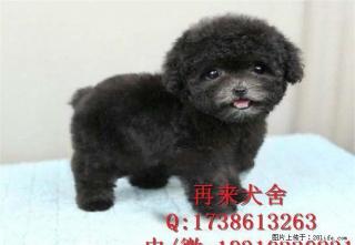 纯种茶杯泰迪 泰迪熊幼犬 棕红色玩具体泰迪 - 桂林28生活网 www.28life.net