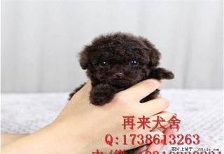 纯种玩具泰迪 北京泰迪价格 纯种泰迪幼犬 - 桂林28生活网 www.28life.net