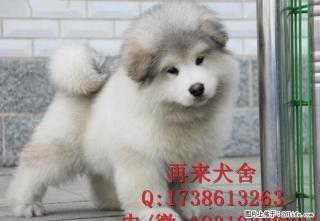 特价出售阿拉斯加 纯种阿拉斯加幼犬出售 北京阿拉斯加犬舍 - 桂林28生活网 www.28life.net